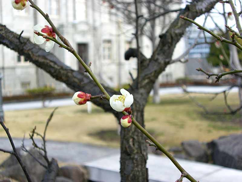 山形市文翔館　梅