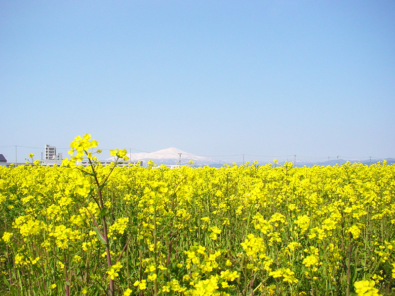 鳥海山と菜の花