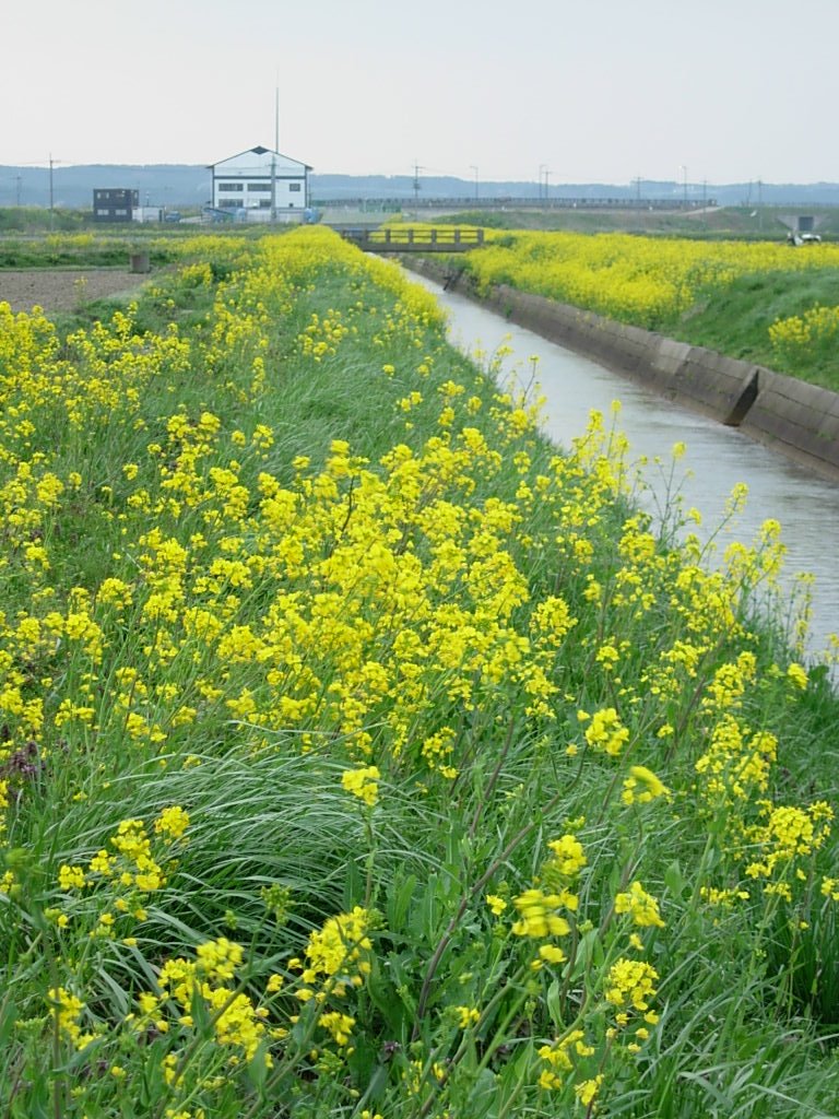 三川町菜の花　2007年4月