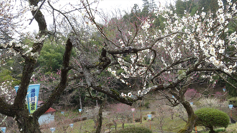 鶴岡市　湯田川　梅林公園