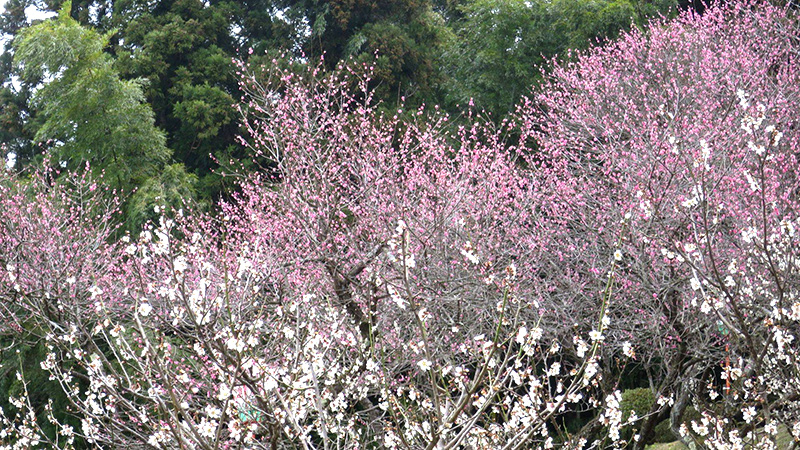 鶴岡市湯田川梅林公園　2016