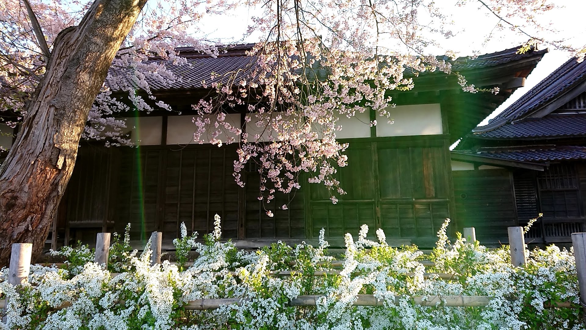 桜の致道館