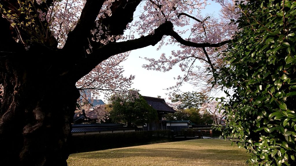 桜の到道館