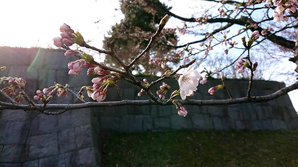 鶴岡市　鶴岡公園（鶴ヶ岡城址）