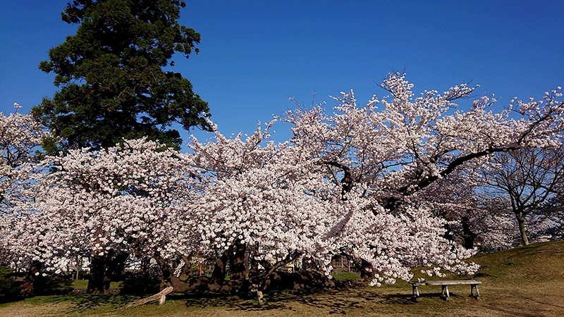 鶴ヶ岡城址公園(鶴岡公園)