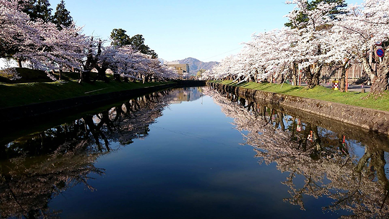 鶴岡公園　お堀　桜満開