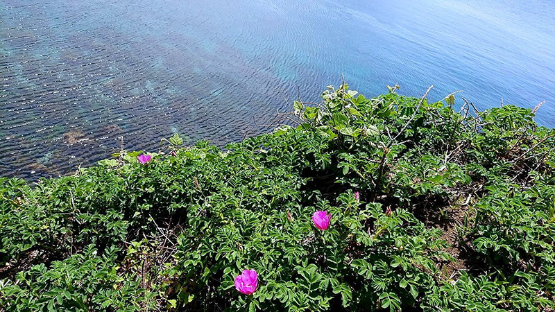 初夏の由良　白山島