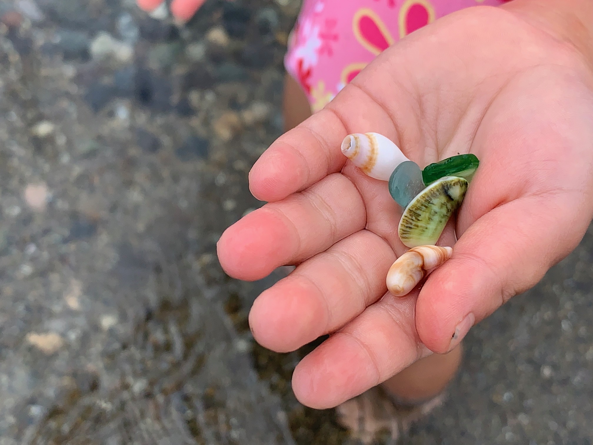 庄内浜にて見つけた宝物