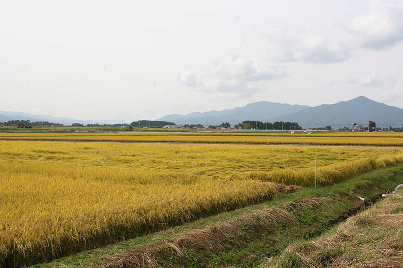 庄内平野　鶴岡市