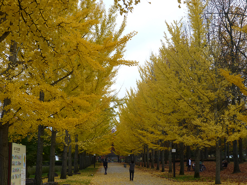 山形県総合運動公園