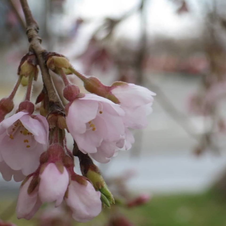 鶴岡の桜　咲き始め