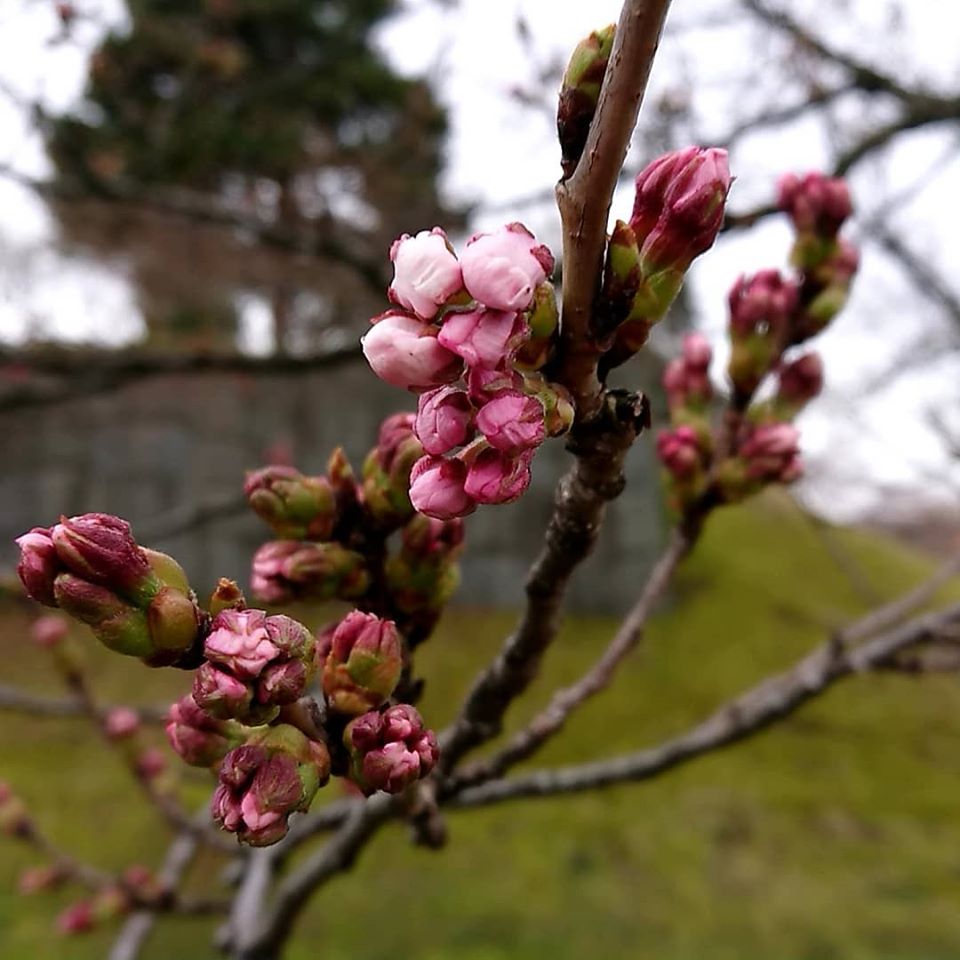 鶴岡公園　本丸 御角櫓跡