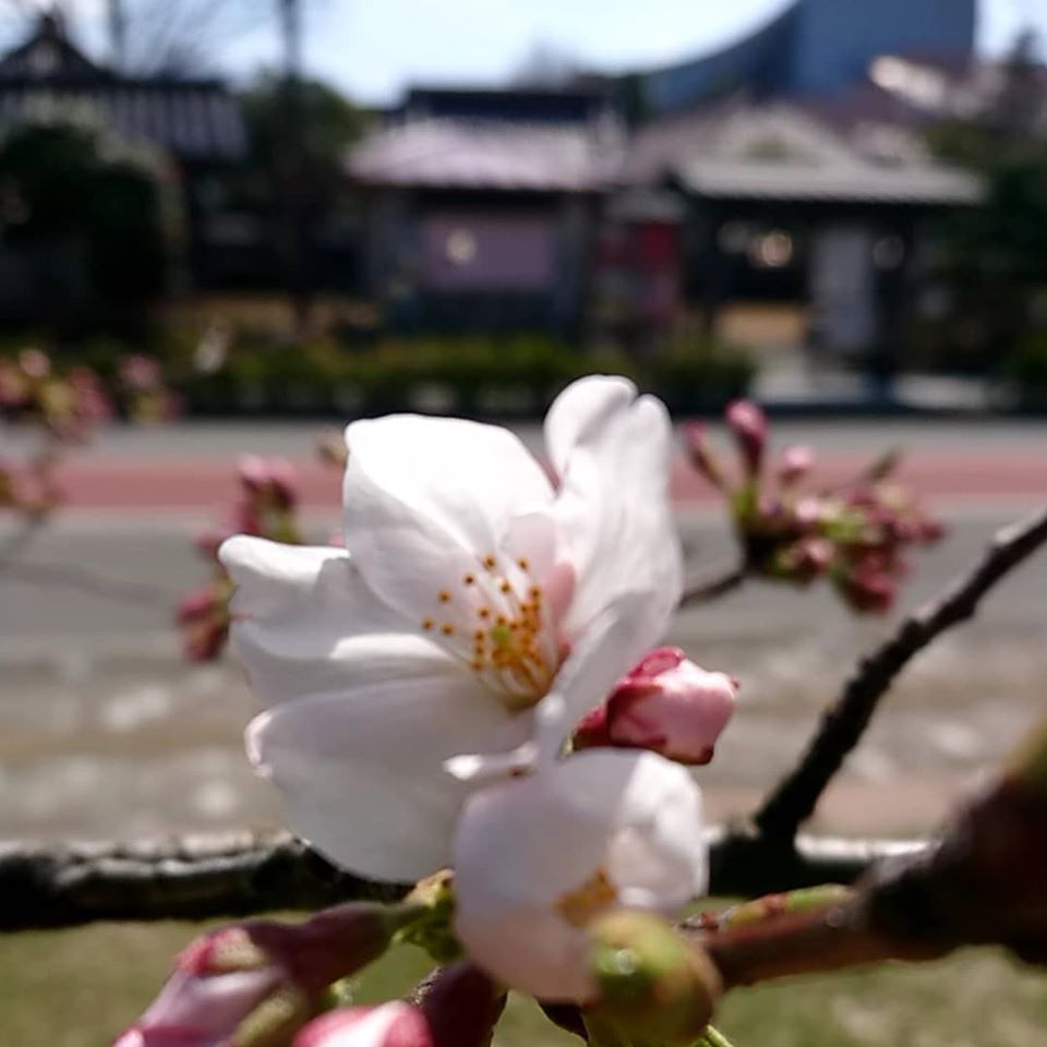 鶴岡市　到道博物館