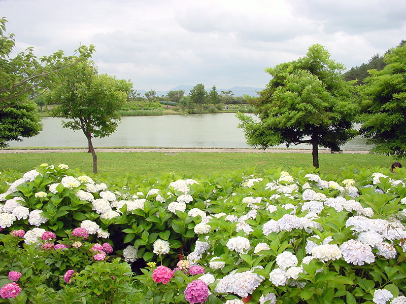 酒田市　飯森山公園　あじさい