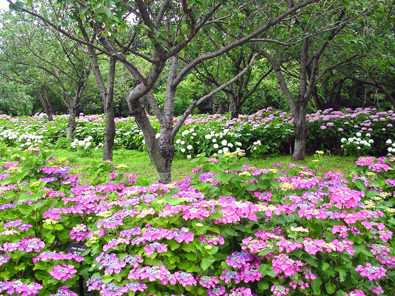 酒田市　飯盛山公園