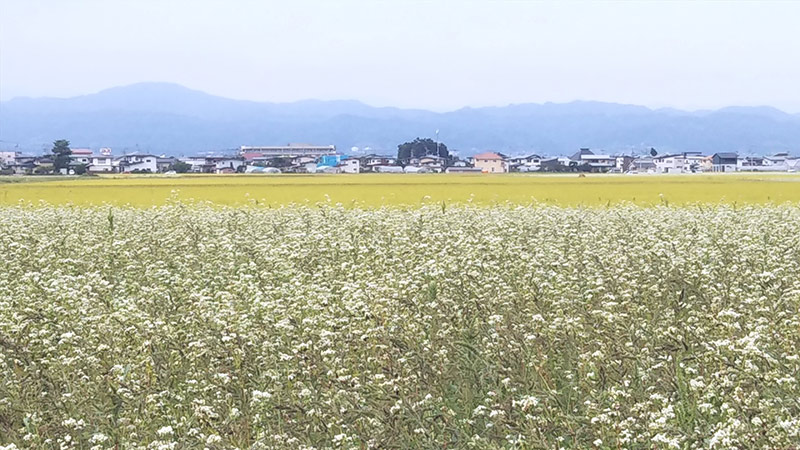 そばの花と稲田