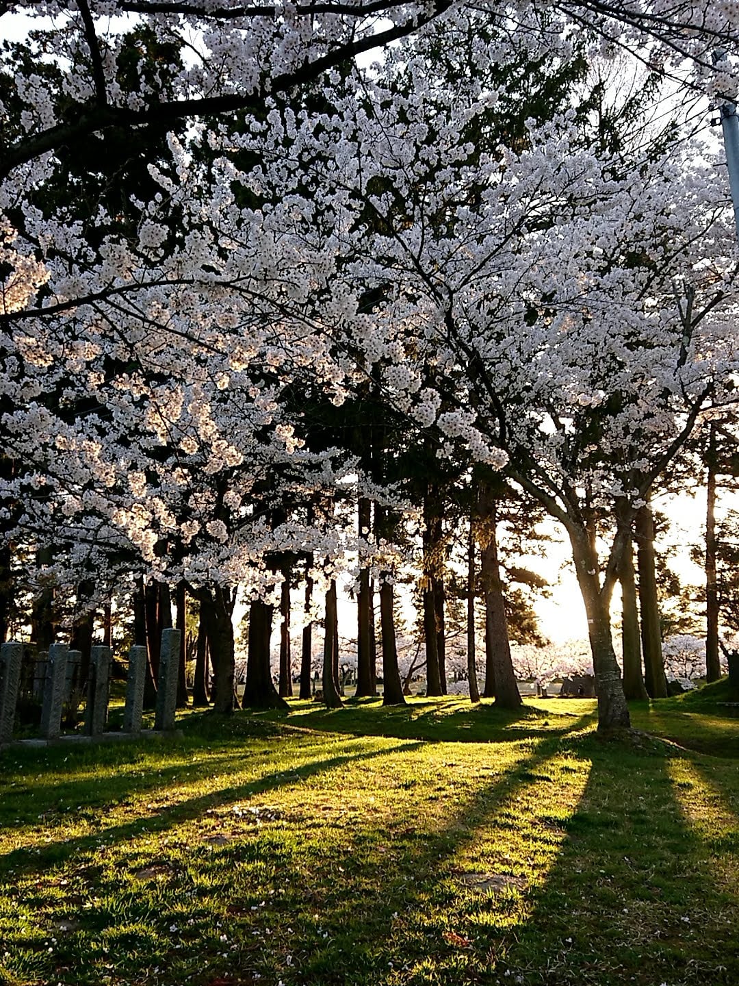 鶴岡市　桜