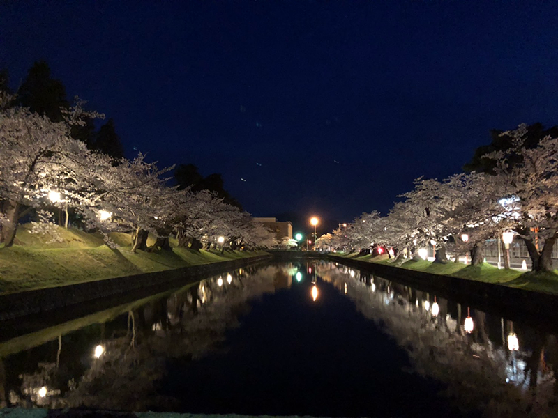 鶴岡公園　夜桜