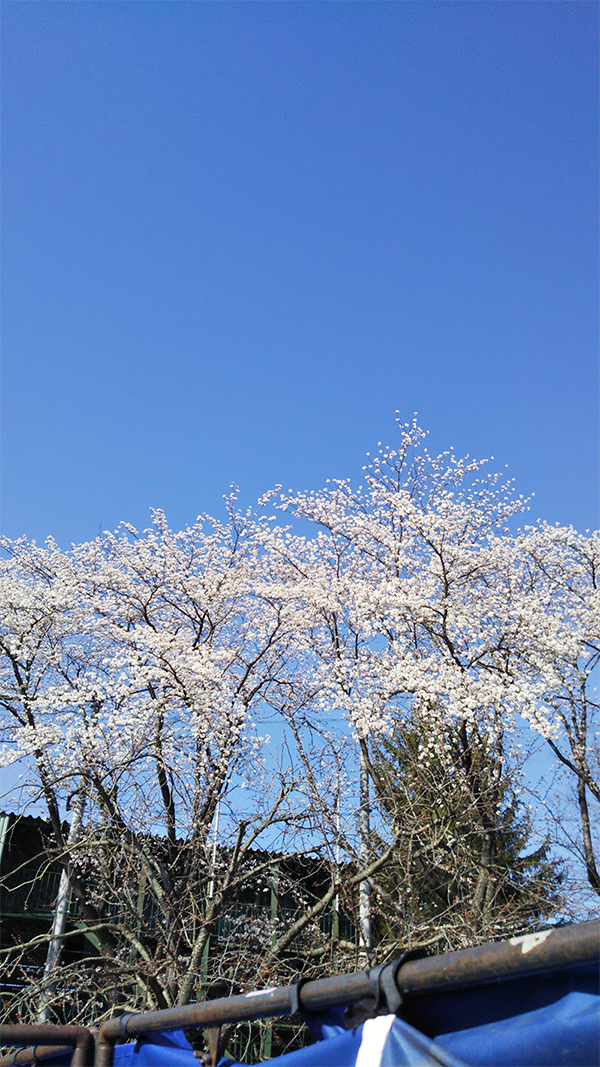 山形県総合運動公園の桜