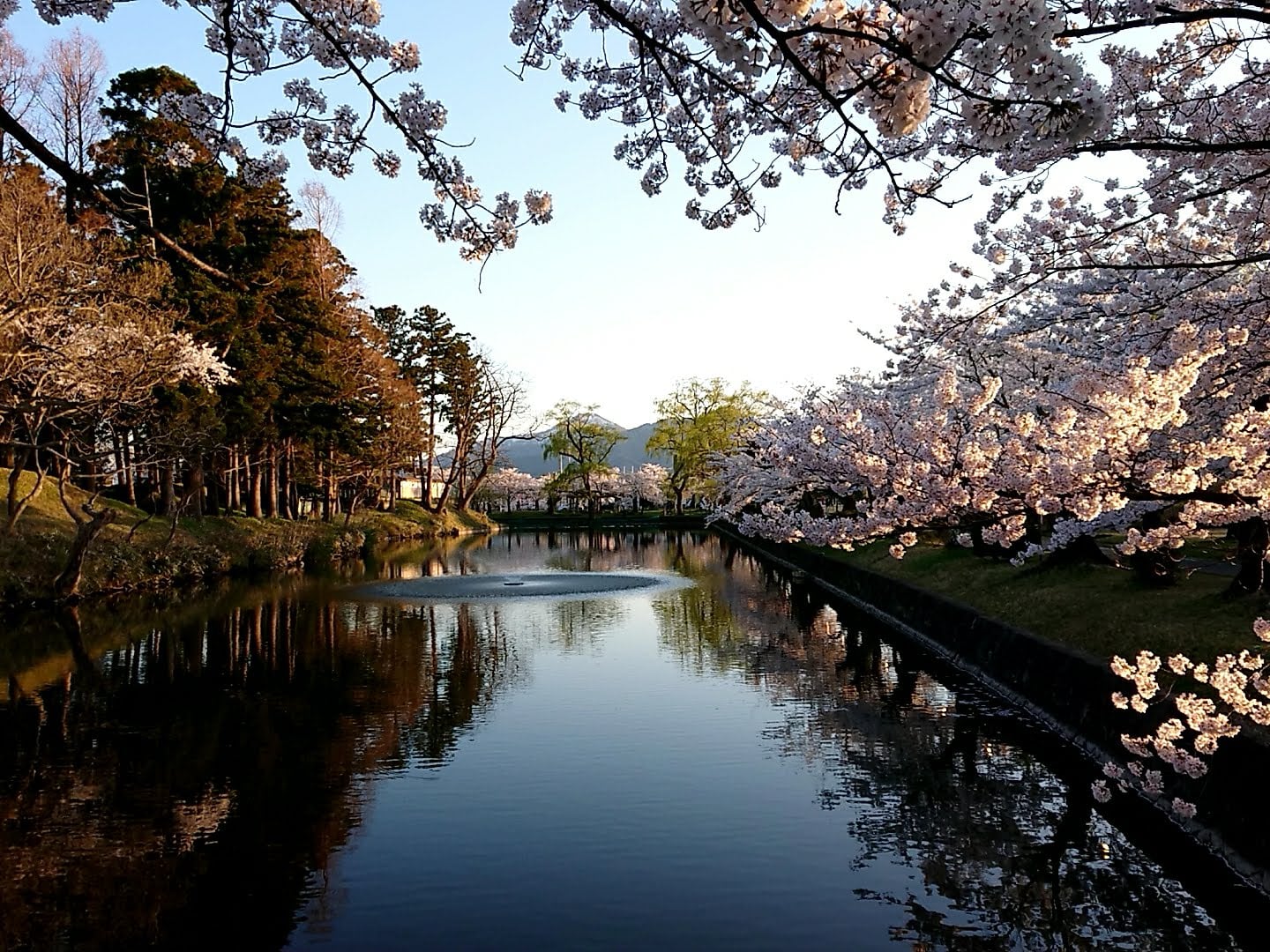 鶴岡市　桜