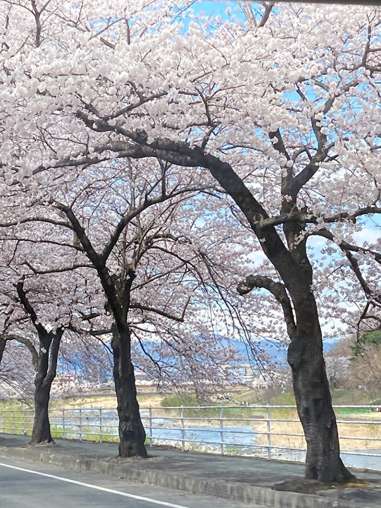 鶴岡市　馬見ヶ崎川