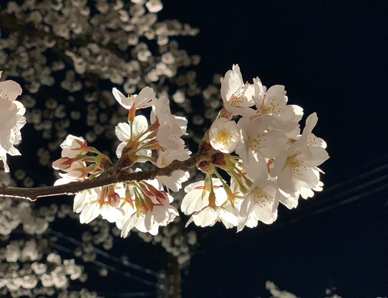 鶴岡市　鶴岡公園