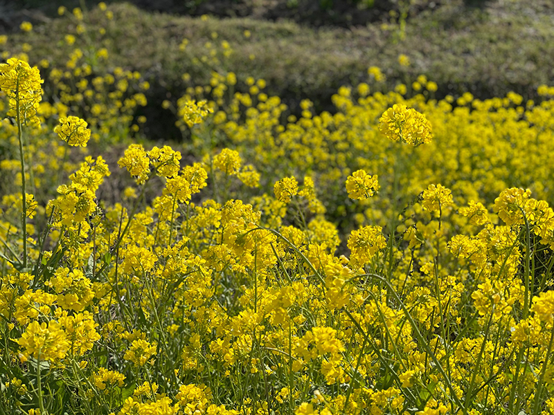 遊佐町　菜の花