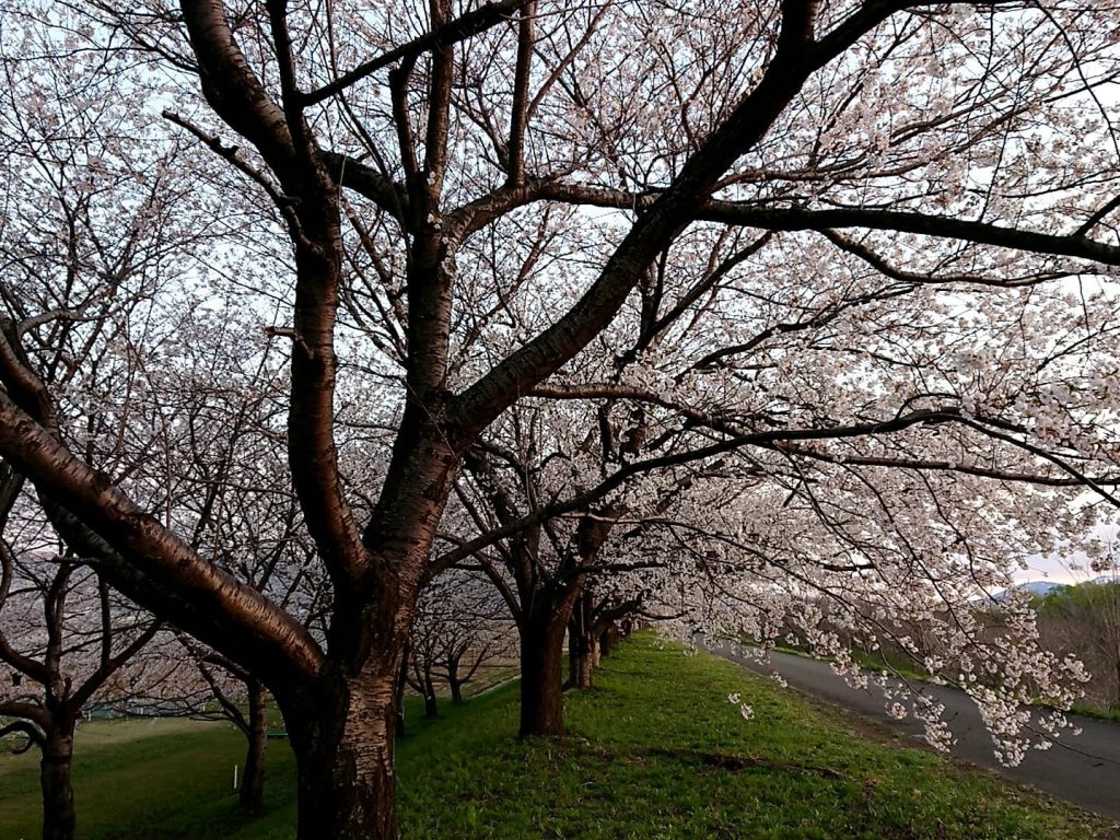 鶴岡市　桜