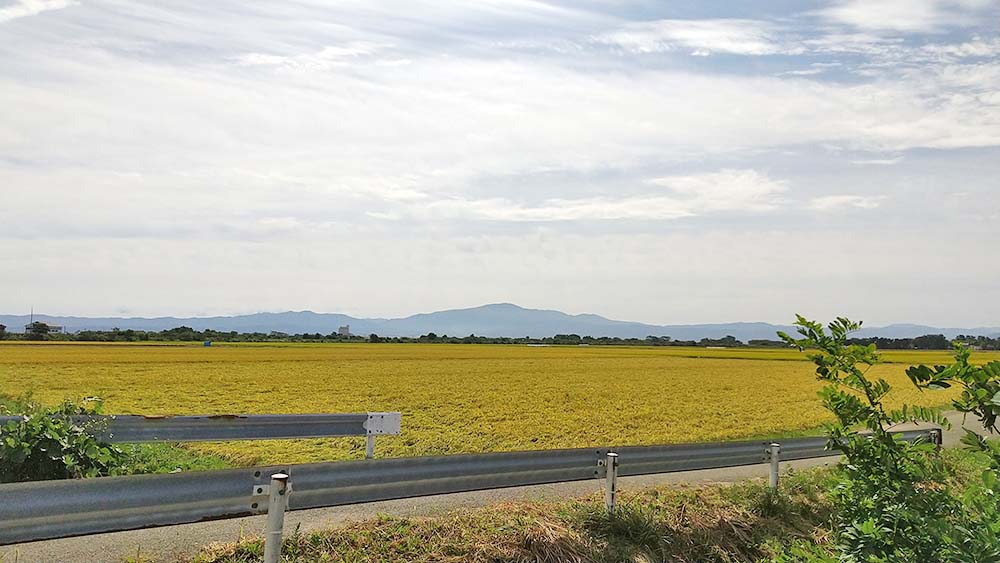 稲刈り_庄内平野