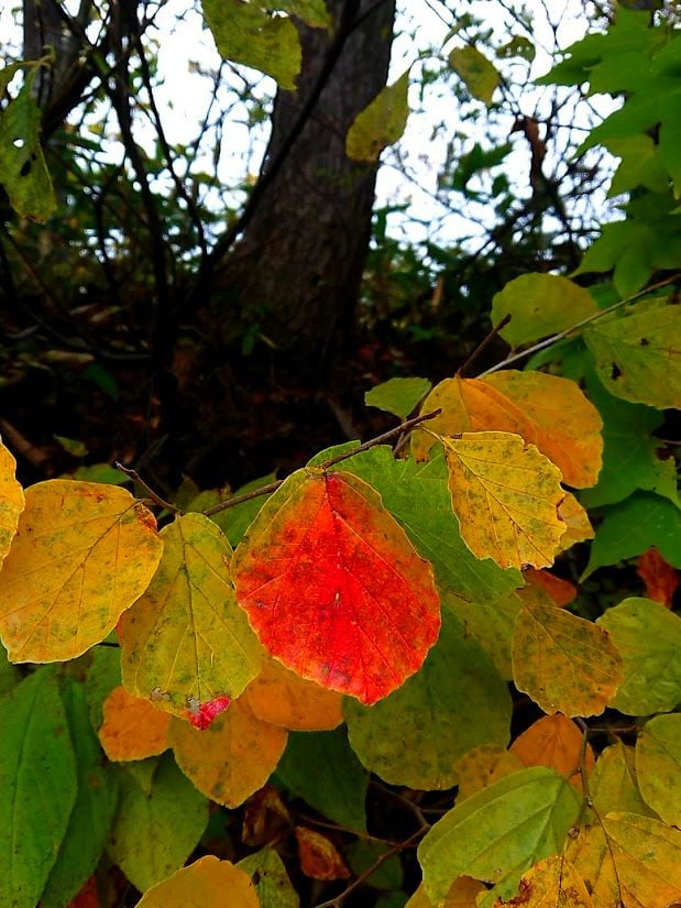 月山の紅葉