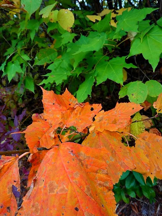 月山の紅葉