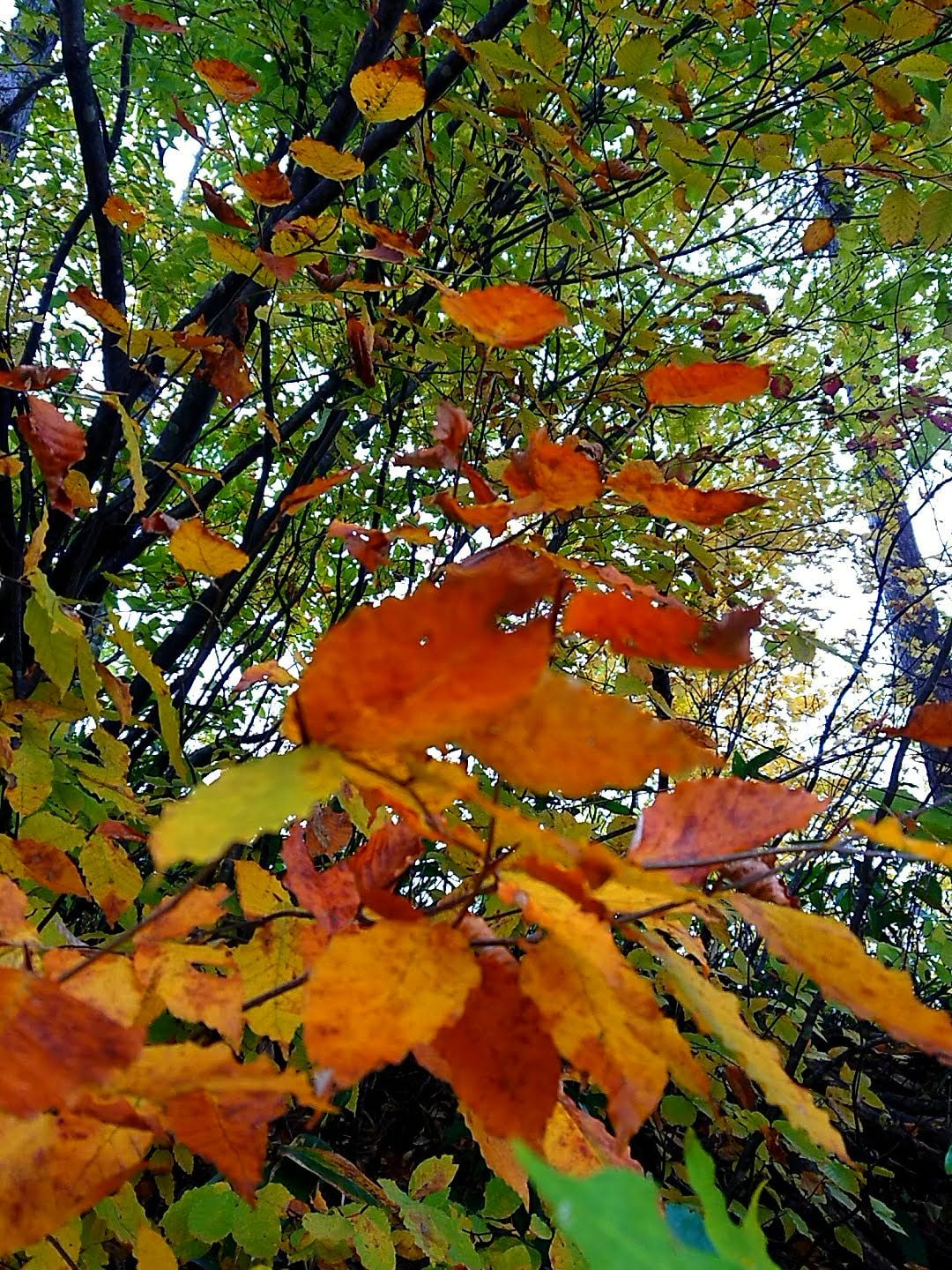 月山の紅葉