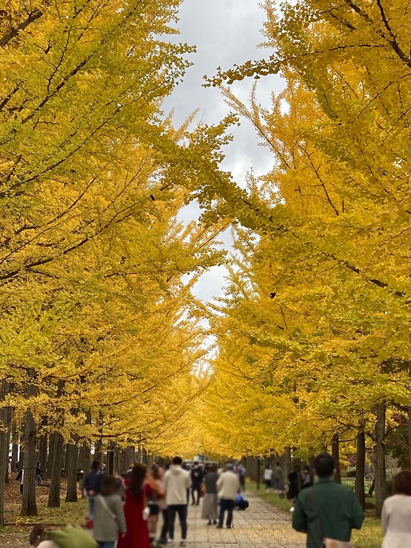 山形県総合運動公園「銀杏並木」