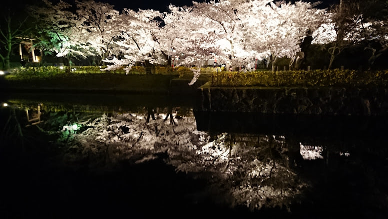 夜桜　鶴岡公園