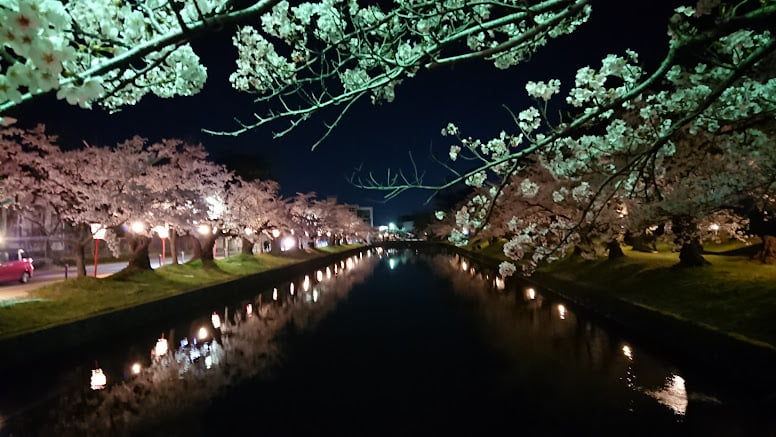 夜桜　鶴岡公園