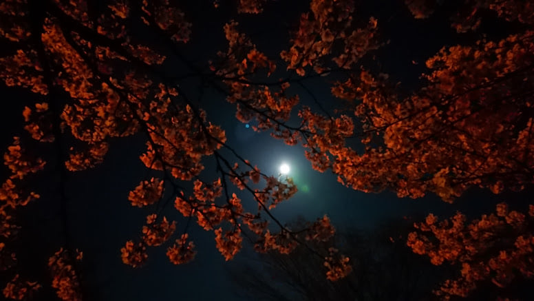 夜桜　鶴岡公園