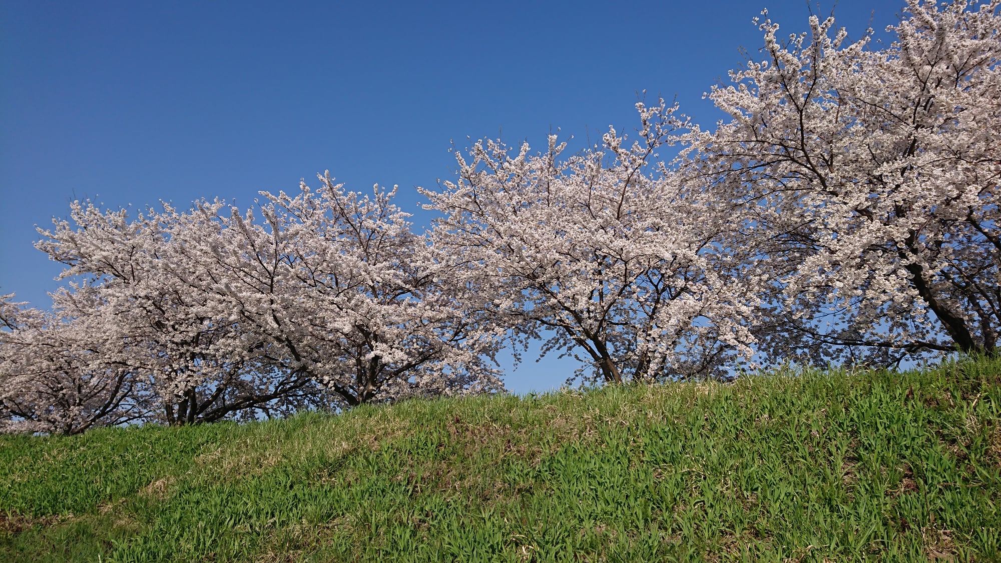 鶴岡市　馬渡地区