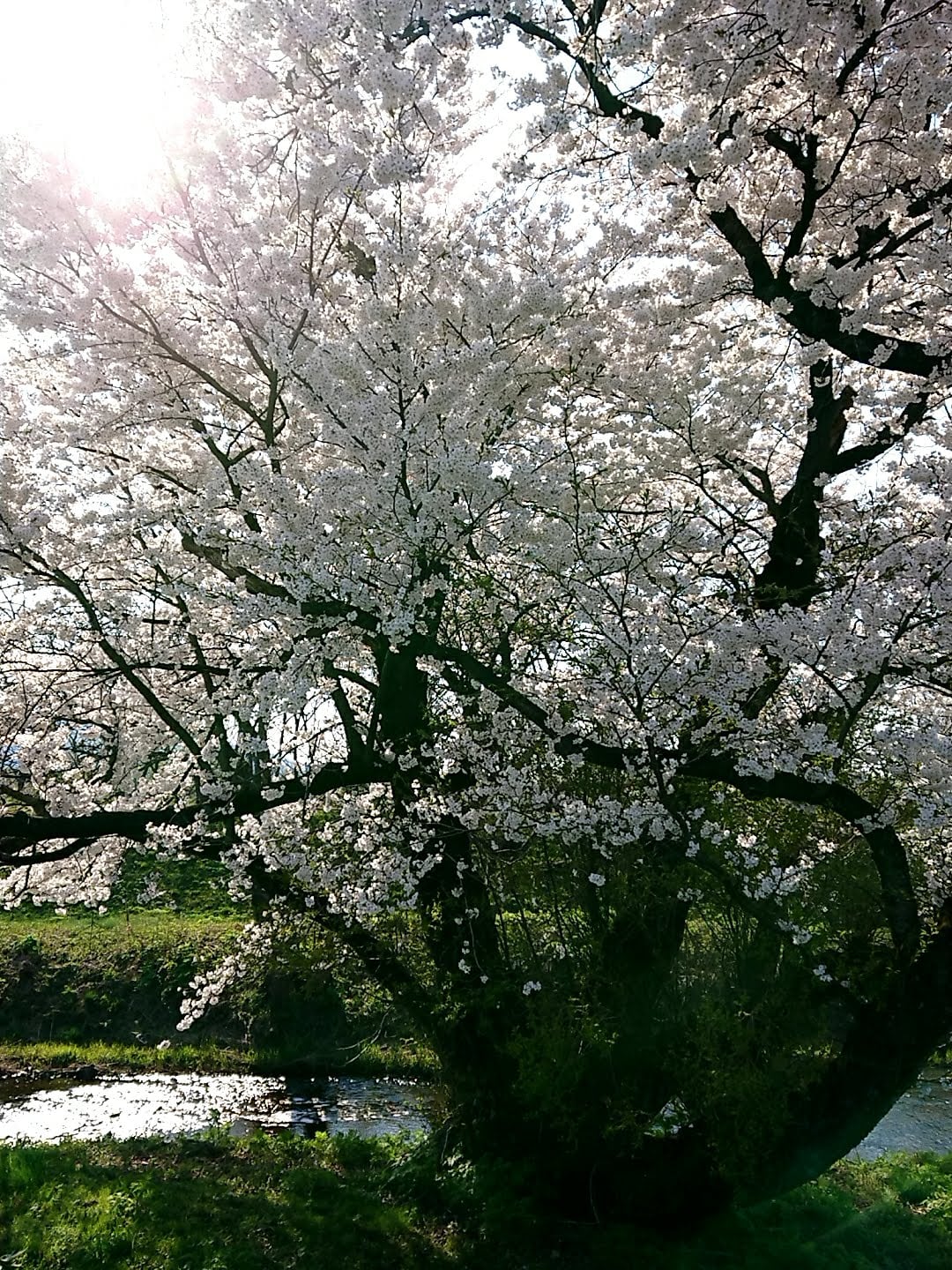 鶴岡市　馬渡地区