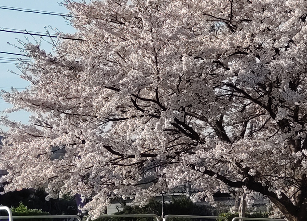 桜　山形市