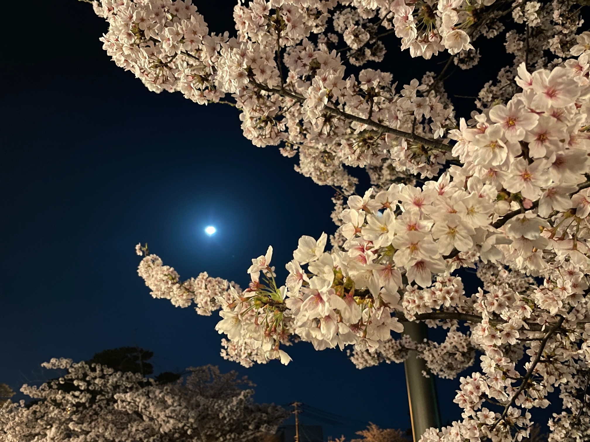 鶴岡公園