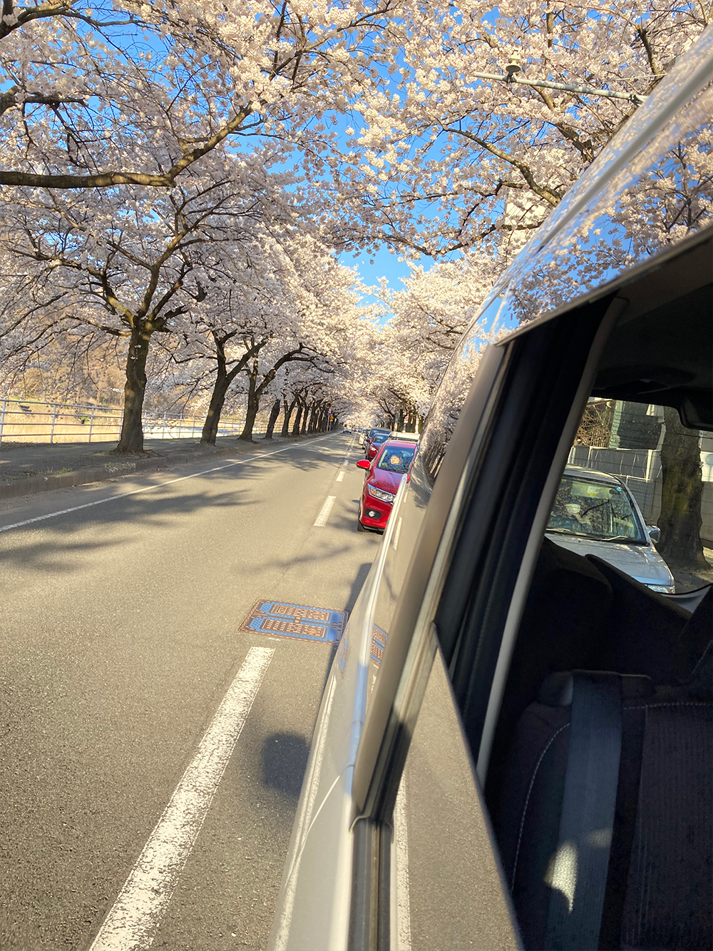 馬見ヶ崎川沿い　山形市