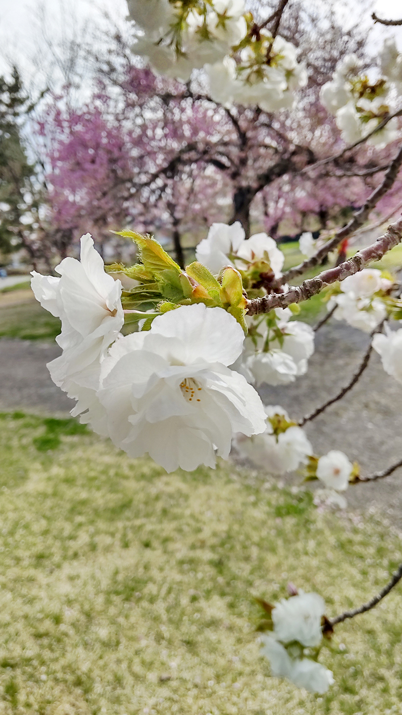 天童市・NDスタ 桜（しろたえ）