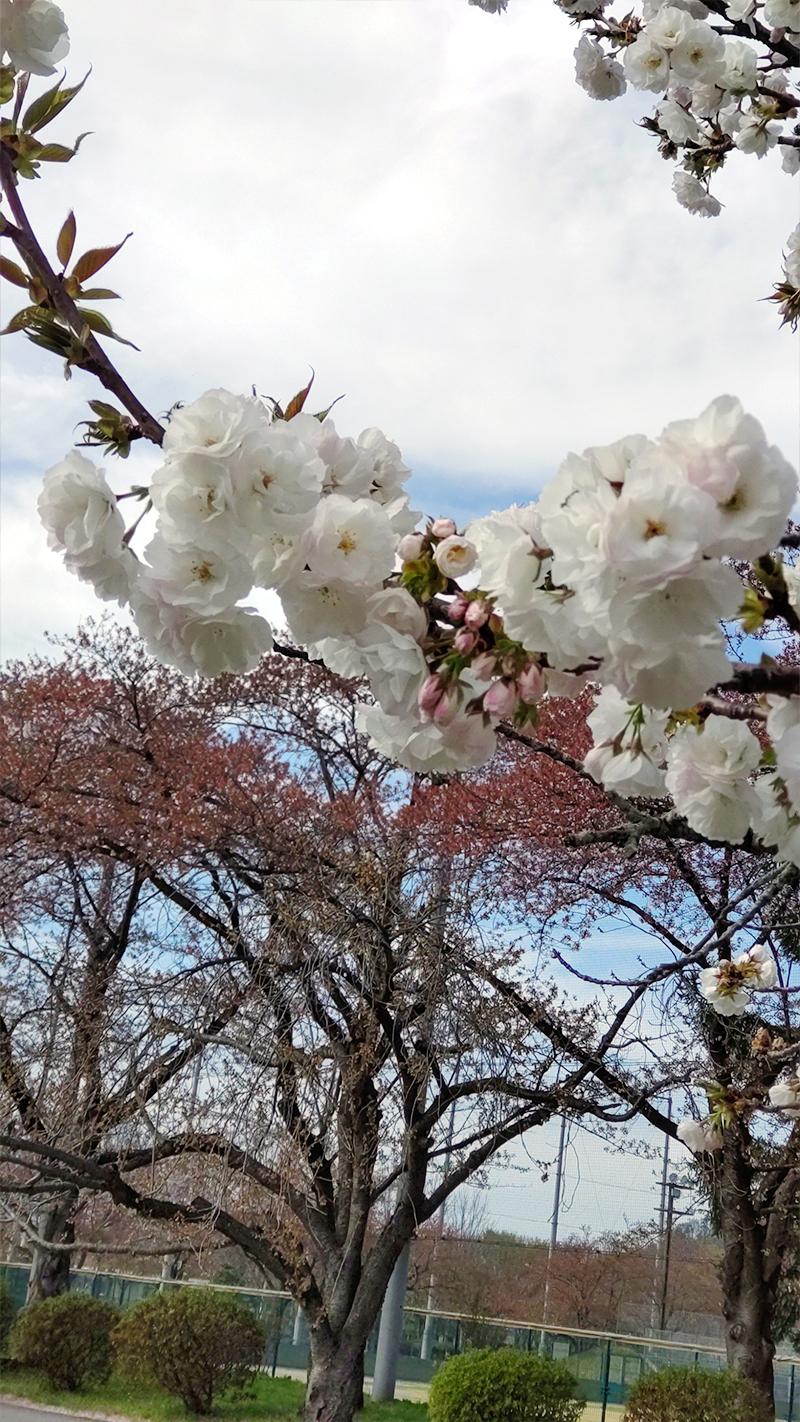 天童市・NDスタ 桜（しろたえ）