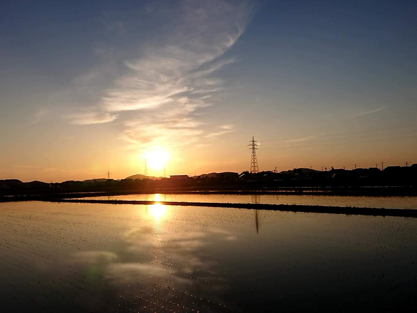 春の水田　庄内平野