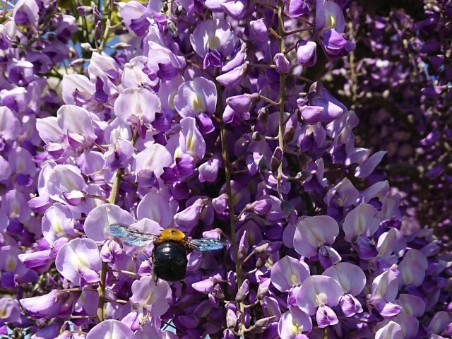 藤の花とクマバチ　鶴岡市