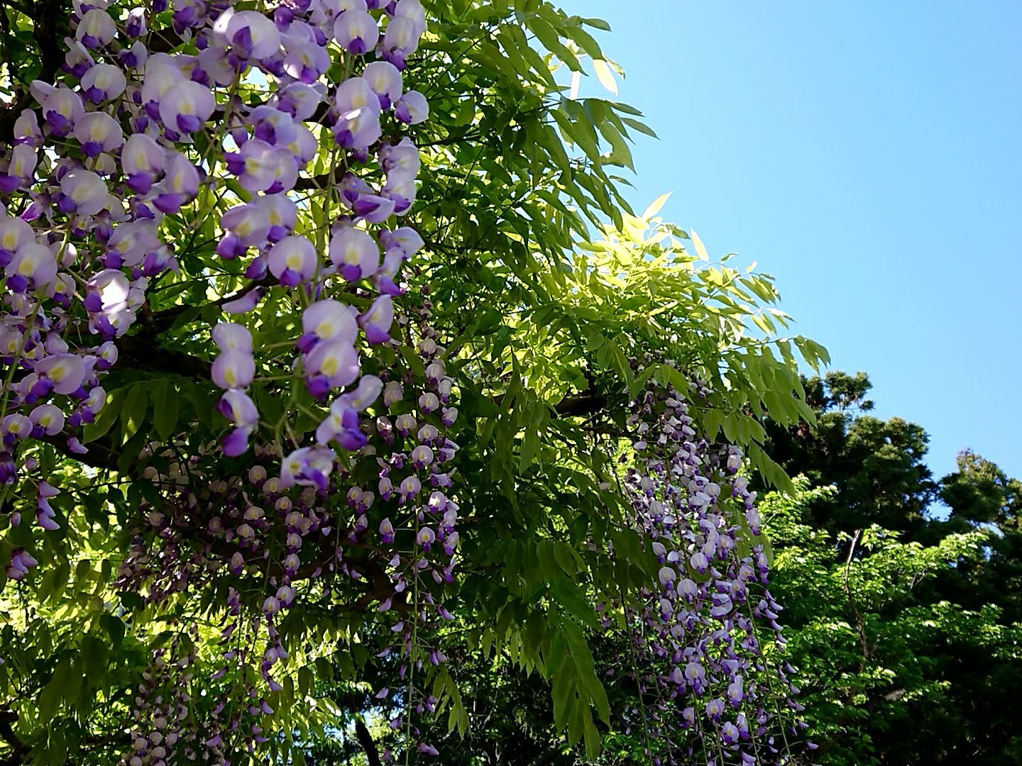 藤の花　鶴岡市藤島地区