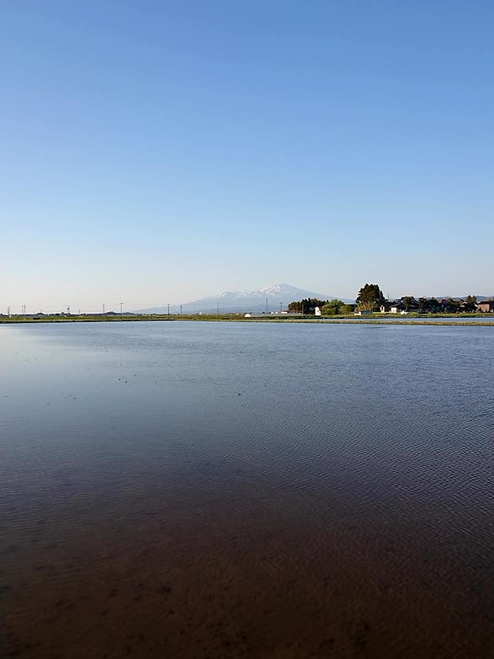 春の水田　庄内平野