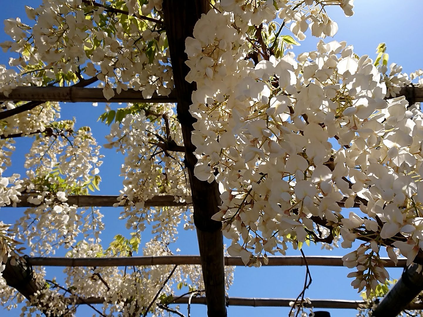 藤の花　鶴岡市藤島地区