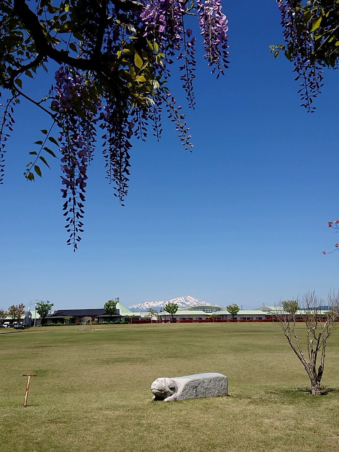 藤棚　鶴岡市藤島