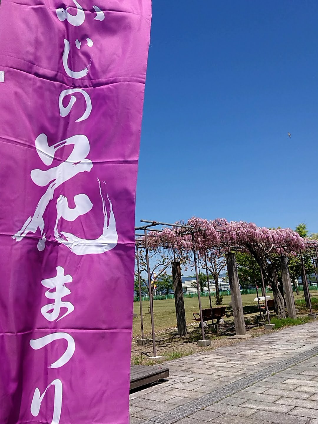 藤棚　鶴岡市藤島